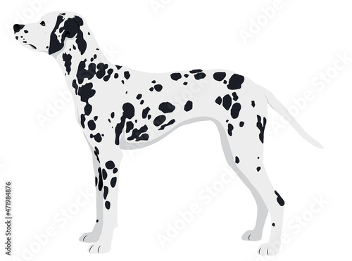 The Dalmatian Dog Colored Vector Illustration
