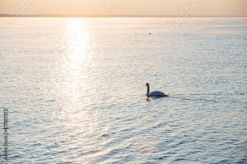 Swans float in calm water. Swans in winter