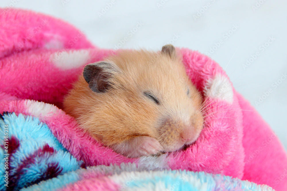 Portrait of syrian hamster that sleeping comfortably in the bathrobe Portrait of syrian hamster that sleeping comfortably in the bathrobe