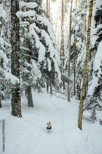 portuguese podengo. A small dog runs through a snowy forest on a sunny winter day. The dog is wearing a winter coat