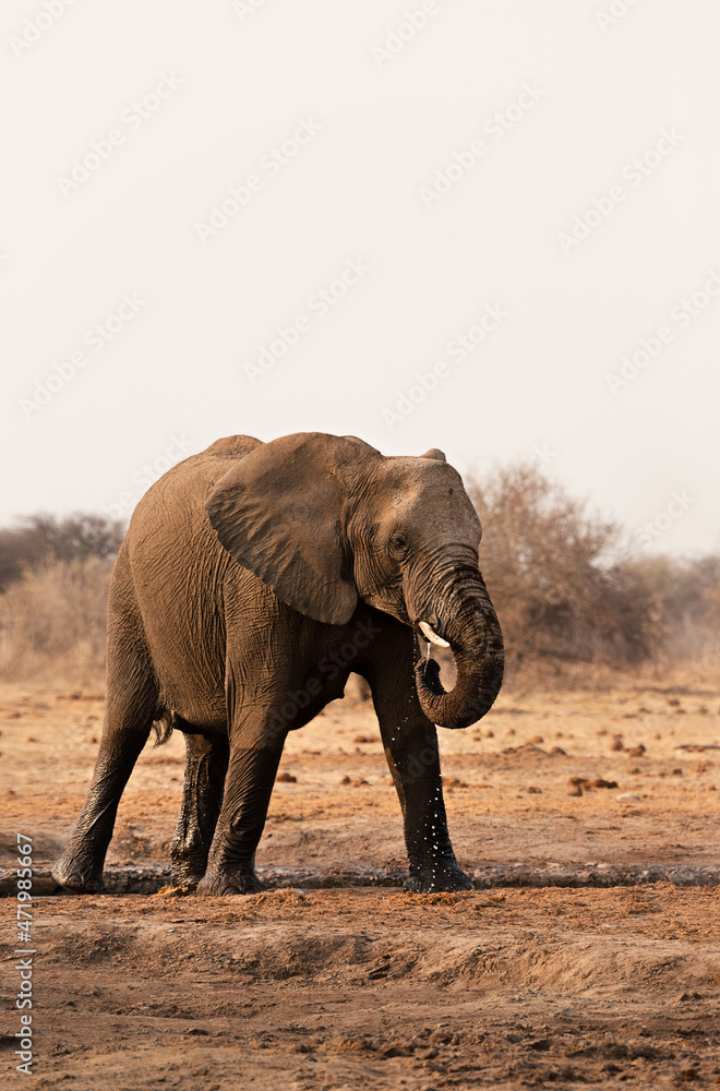 A young elephant drinks water at a watering hole in Etosha National Park, Namibia