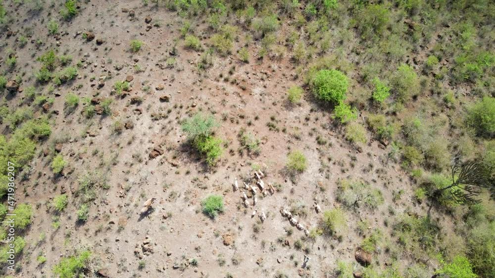 Top down aerial of shepherd and his herde of goats standing on a hill in rural Kenya Top down aerial of shepherd and his herde of goats standing on a hill in rural Kenya