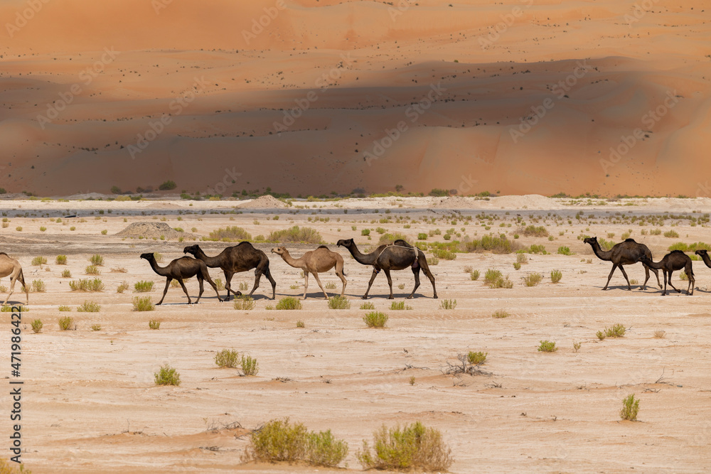 Line of camels roaming in the arabian desert Empty Quarter (Rub' al
