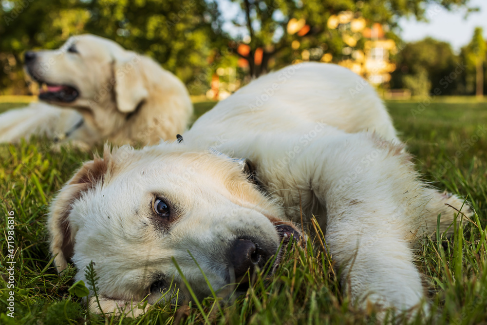 puppy male golden retriever lying on his side in the grass puppy male golden retriever lying on his side in the grass