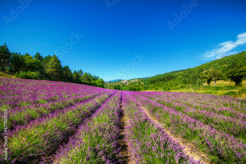 Field of Lavender Near the Village of Aurel, Provence, France photo