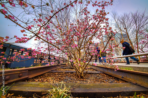 Dawn Viburnum Budding in the New York High Line Park at Easter Time photo