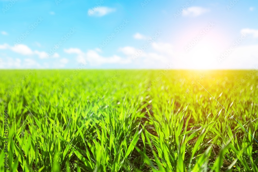 Beautiful landscape of agriculture farm or green field at morning.