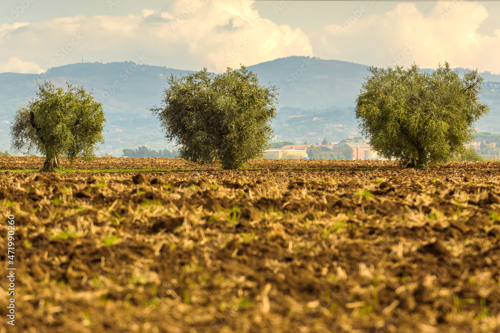 Obraz premium Raccolta Olive 