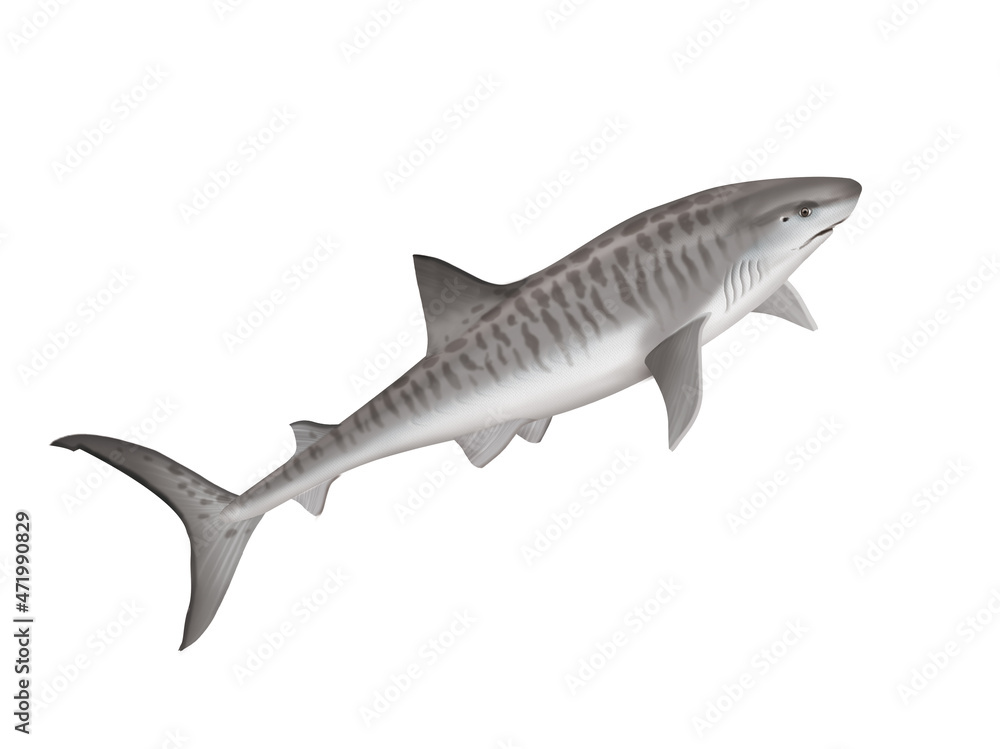 Fototapeta premium requin tigre , poisson, mer, animal, vecteur, océan, dangereux, blanc, isolé, sous-marin, bleu, dauphin, illustration, ailette, eau, prédateur, nature, , marin, nage, faune, danger, nager,