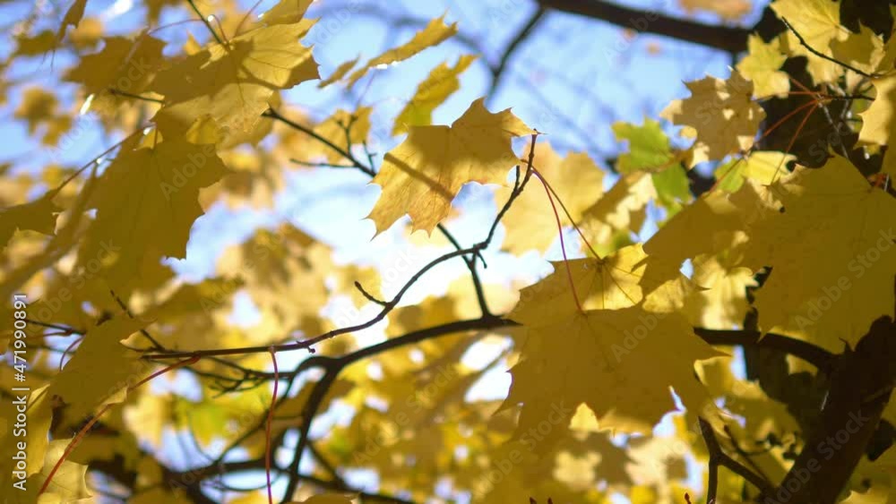 Sunbeams behind autumn leaves in the park in 4k slow motion 60fps Sunbeams behind autumn leaves in the park in 4k slow motion 60fps