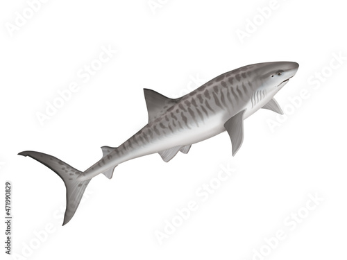 requin tigre    poisson  mer  animal  vecteur  oc  an   dangereux  blanc  isol    sous-marin  bleu  dauphin  illustration  ailette  eau  pr  dateur  nature    marin  nage  faune  danger  nager  