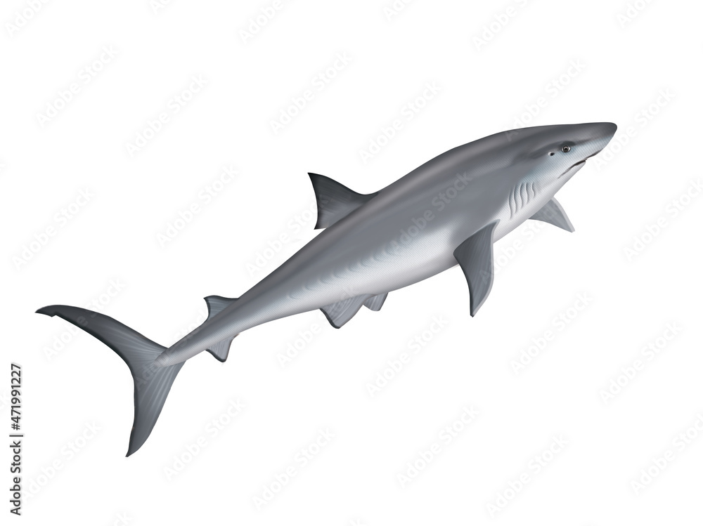 requin bouledogue ,  poisson, mer, animal, vecteur, océan,  dangereux, blanc, isolé, sous-marin, bleu, dauphin, illustration, ailette, eau, prédateur, nature, , marin, nage, faune, danger, nager, 