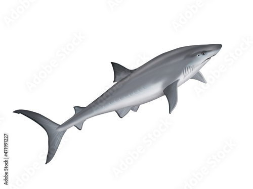 requin bouledogue    poisson  mer  animal  vecteur  oc  an   dangereux  blanc  isol    sous-marin  bleu  dauphin  illustration  ailette  eau  pr  dateur  nature    marin  nage  faune  danger  nager  