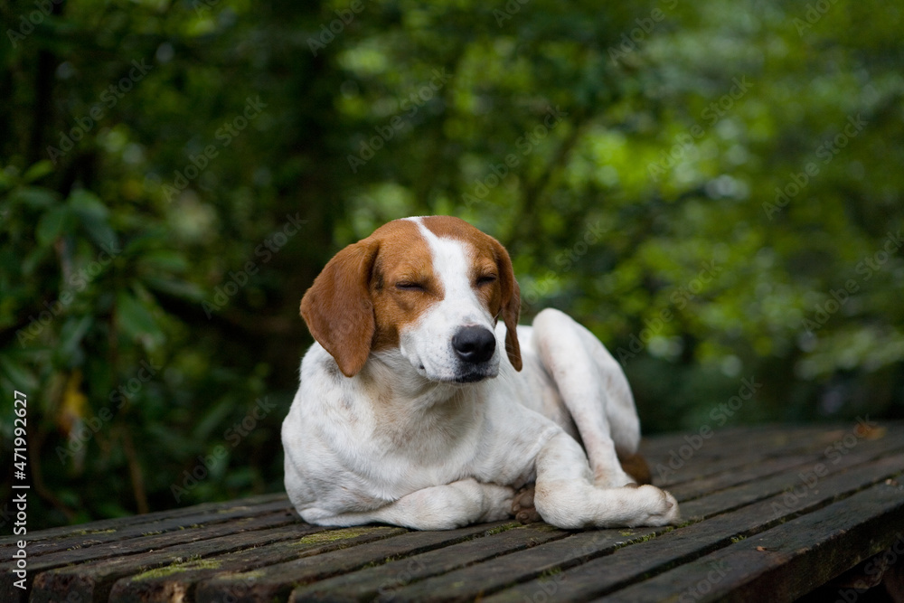 A dog of white color with red spots lies on the table with closed eyes.