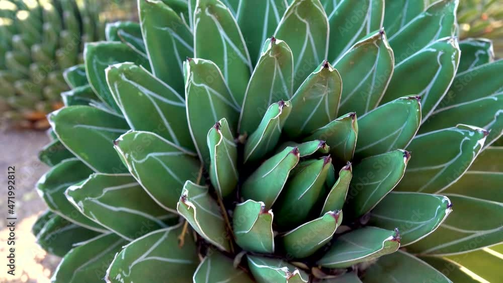 Big agave with white stripes on the leaves. Arizona Phoenix Botanical Garden Big agave with white stripes on the leaves. Arizona Phoenix Botanical Garden