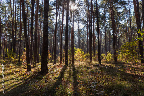 Section of the pine forest at autumn sunny day backlit
