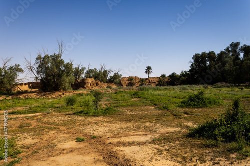 An abandoned  olive tree farm in Marat, Saudi Arabia photo