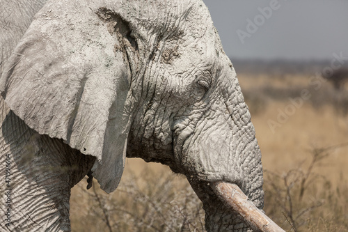 Portrait of an african Bush Elephant  Loxodonta africana   Etosha National Park  Namibia. Close-up