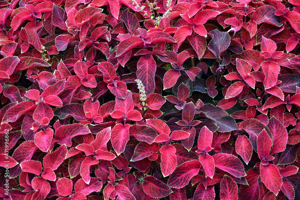 Common coleus, a species of Coleus, also known as Painted nettle, Coleus blumei, Solenostemon scutellarioides. Common coleus, a species of Coleus, also known as Painted nettle, Coleus blumei, Solenostemon scutellarioides.