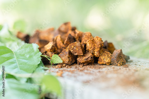 gathered and foraged chaga mushroom wild birch tree fungus it is used in alternative medicine for brewing healing tea for treatment covid-19. cleaned and sliced chaga pieces and leaves on wooden board