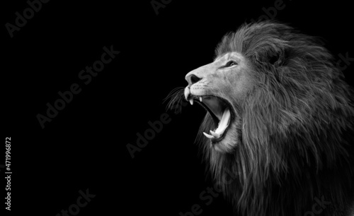 Fototapeta Naklejka Na Ścianę i Meble -  Lion roaring portrait on black