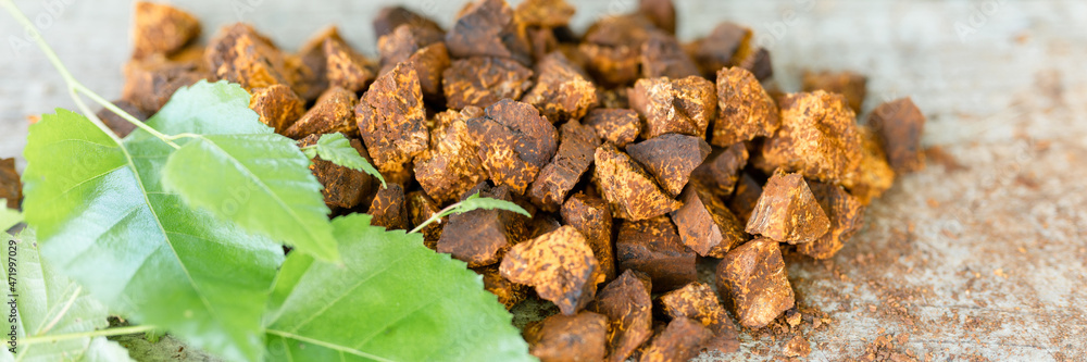 gathered and foraged chaga mushroom wild birch tree fungus it is used in alternative medicine for brewing healing tea for treatment covid-19. cleaned and sliced chaga pieces and leaves. banner gathered and foraged chaga mushroom wild birch tree fungus it is used in alternative medicine for brewing healing tea for treatment covid-19. cleaned and sliced chaga pieces and leaves. banner