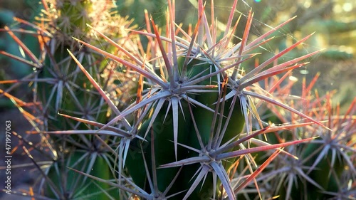 Cacti (Grusonia kunzei).  Long cactus spines close up. Arizona photo