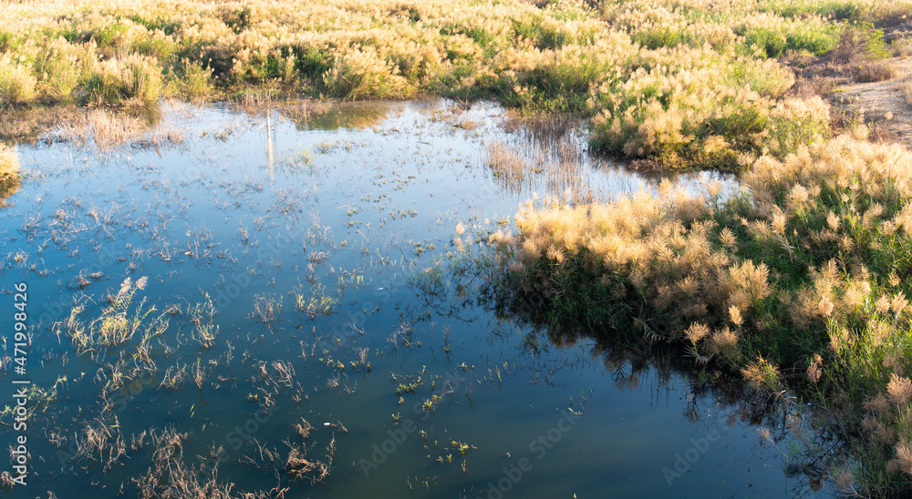 Water and grass in the swamp Water and grass in the swamp