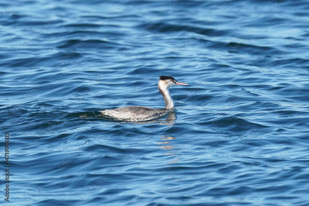 great crested grebe in the sea great crested grebe in the sea
