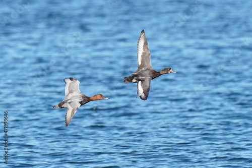 common pochard in flight