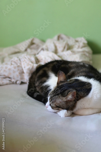 Cute tabby cat sleeping on a bed. Selective focus.