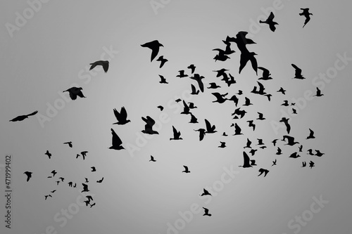 flock of crows flying in the gray sky. Ravens in the dark sky.