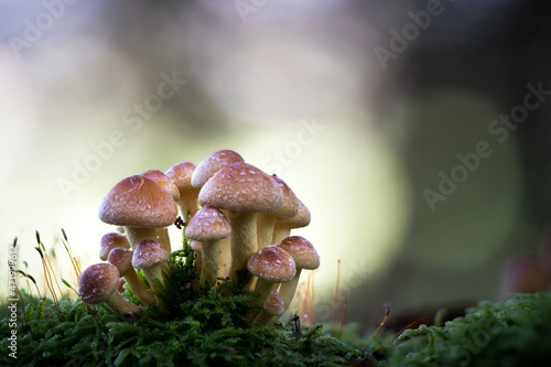 A beautiful bunch of mushrooms