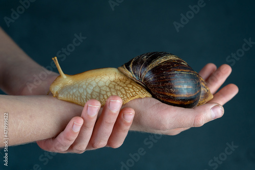 Big brown snail Achatina on hand. The African snail, which is grown at home as a pet, and also used in cometology. Animal side view on an isolated black background. Copy spase photo