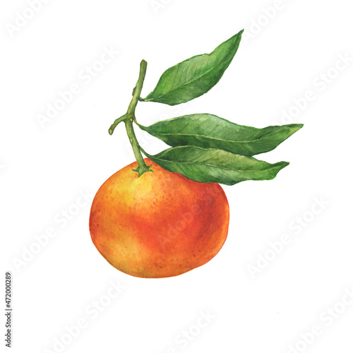 Mandarin orange (Citrus reticulata) on twigs with green leaves (mandarine, tangerine). Watercolor hand drawn painting illustration isolated on white background.
