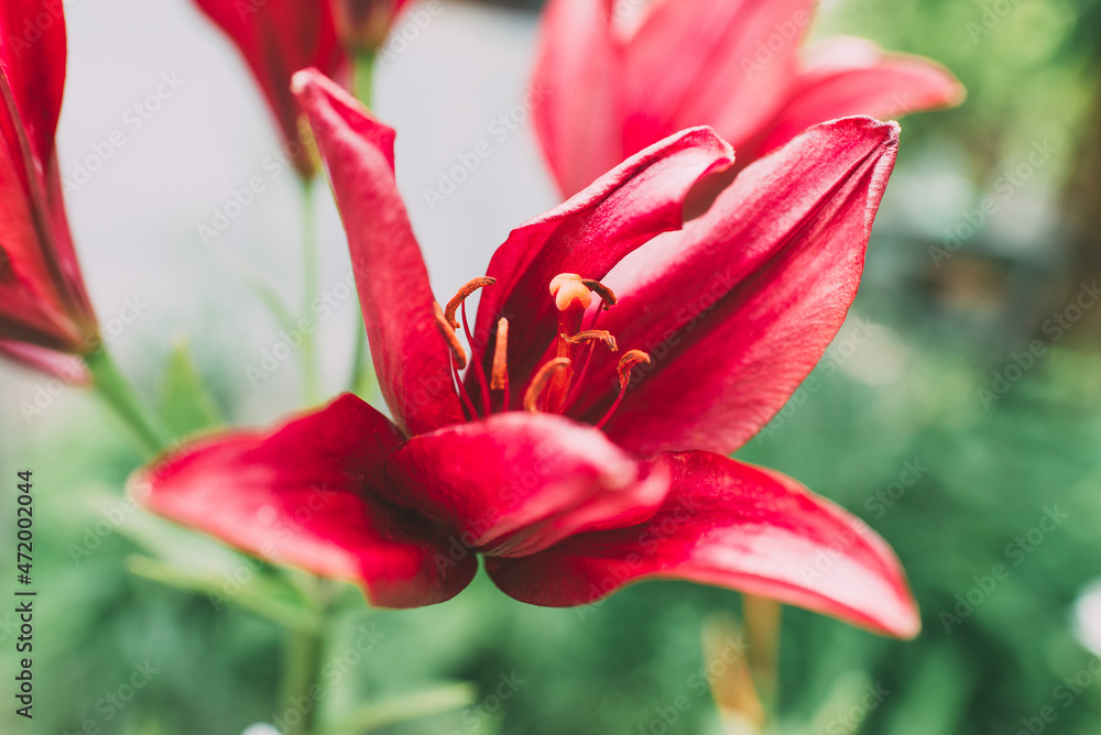 Beautiful lily flower on a background of green leaves. Lily flowers in the garden. Background texture with burgundy buds. Image of a flowering plant with crimson flowers of a varietal lily. Beautiful lily flower on a background of green leaves. Lily flowers in the garden. Background texture with burgundy buds. Image of a flowering plant with crimson flowers of a varietal lily.
