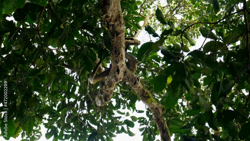 Adult monitor lizard on a tree branch moving and make half turn. Wildlife and nature stock footage Adult monitor lizard on a tree branch moving and make half turn. Wildlife and nature stock footage