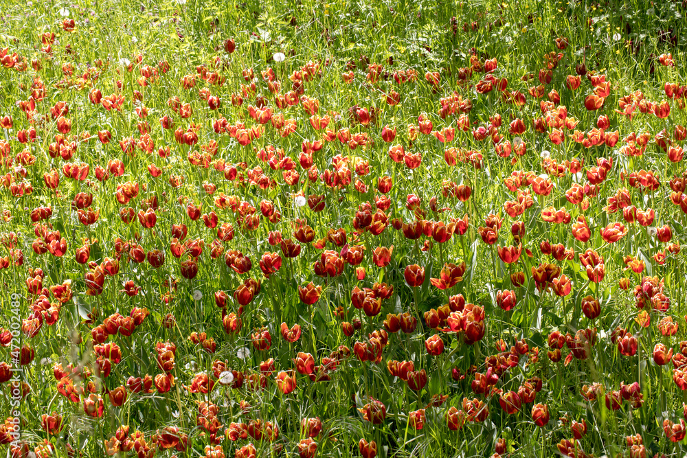 Rote Blüten in Wiese