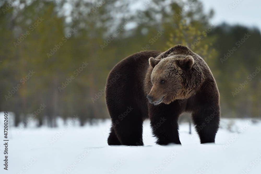 European brown bear on snow