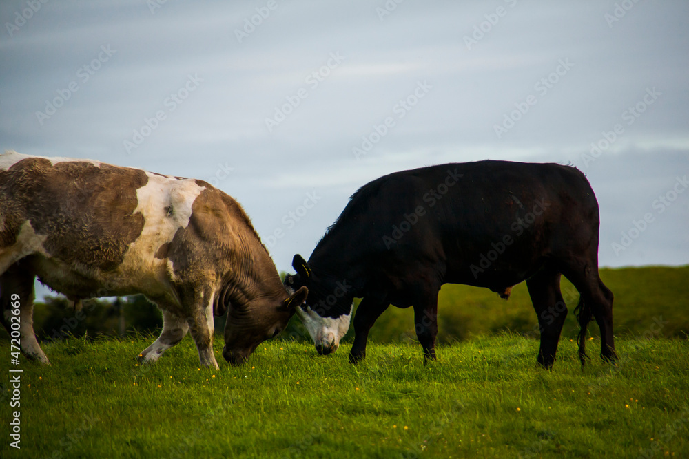 Spring landscape and cows in the lands of Ireland Spring landscape and cows in the lands of Ireland