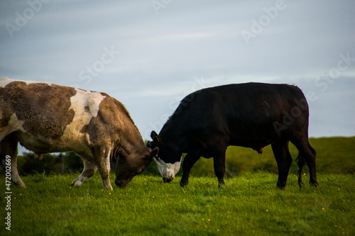 Spring landscape and cows in the lands of Ireland