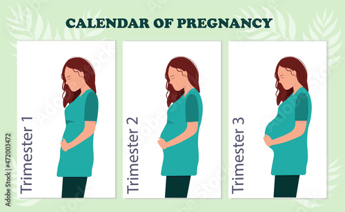 The calendar of pregnancy trimesters with pregnant woman, healthy pregnancy concept, flat vector illustration