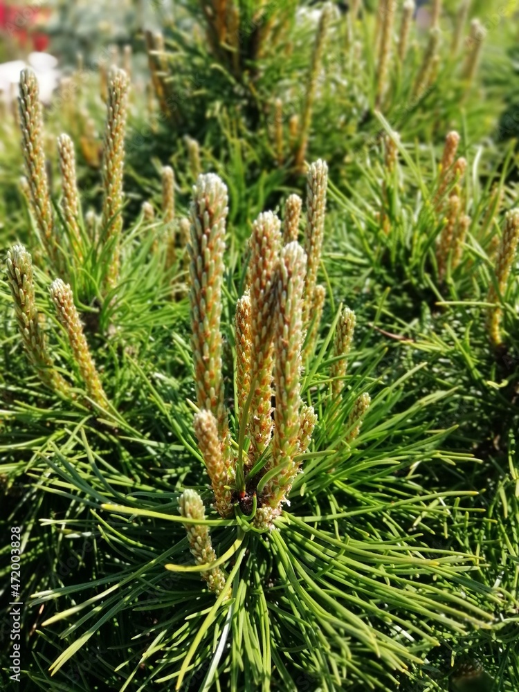 Pinus Mugo Mughus with long green coniferous needles on a flowerbed with natural stones and mulching with pine bark. Landscape design of a country garden Pinus Mugo Mughus with long green coniferous needles on a flowerbed with natural stones and mulching with pine bark. Landscape design of a country garden