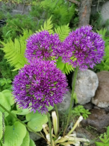 Fototapeta Naklejka Na Ścianę i Meble -  Purple blooming Allium Hybrid His Excellence on the background of a Beautiful Hosta Piedmont Gold with gently green leaves and dew drops and fern on a stony flower bed close up. Floral Wallpaper