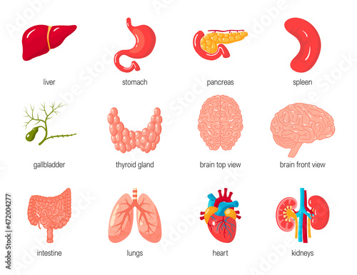 Human organs set, vector icons in cartoon style