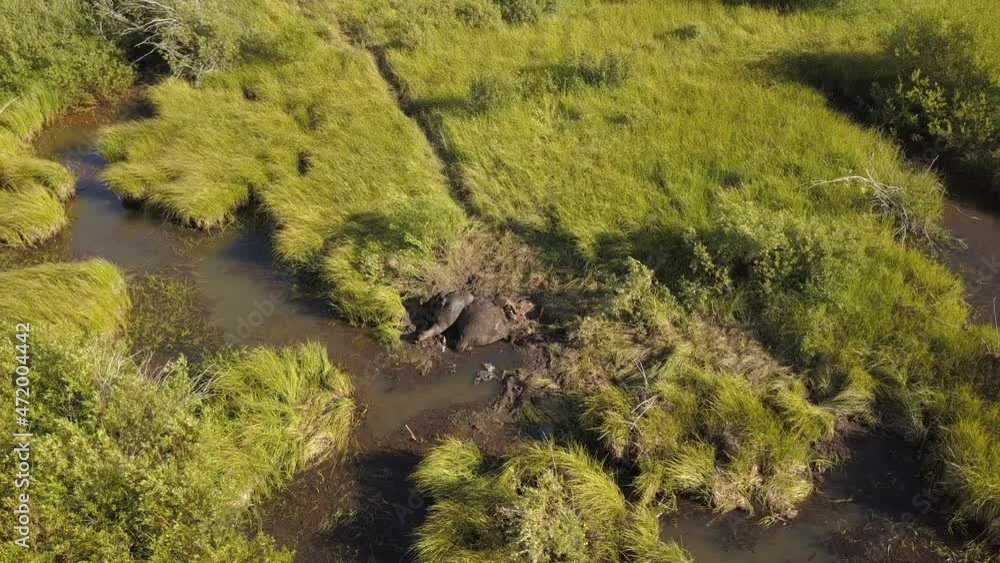 Dead moose in a marsh Dead moose in a marsh
