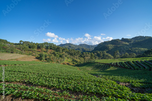 Green fresh tea or strawberry farm, agricultural plant fields in Asia. Rural area. Farm pattern texture. Nature landscape background. Chiang Mai, Thailand. © tampatra