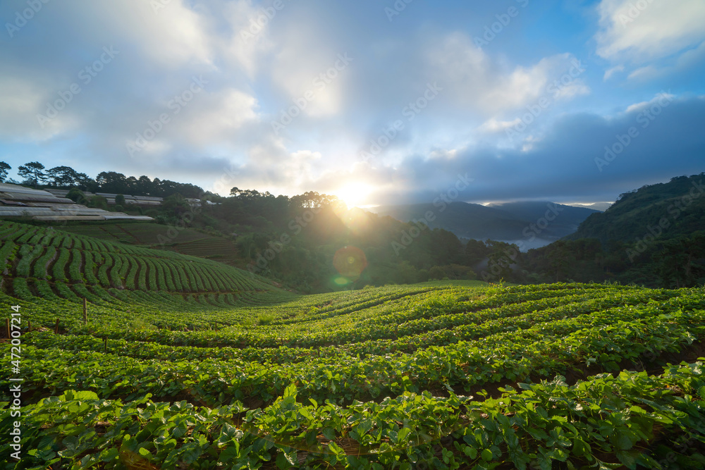 Green fresh tea or strawberry farm, agricultural plant fields in Asia. Rural area. Farm pattern texture. Nature landscape background. Chiang Mai, Thailand.