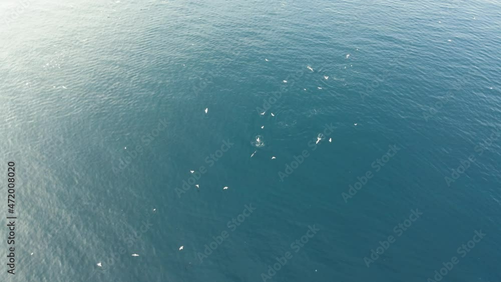 amazing drone shot of fisherman boat with seagulls, seagulls following boat for cathing fish on fishing net amazing drone shot of fisherman boat with seagulls, seagulls following boat for cathing fish on fishing net