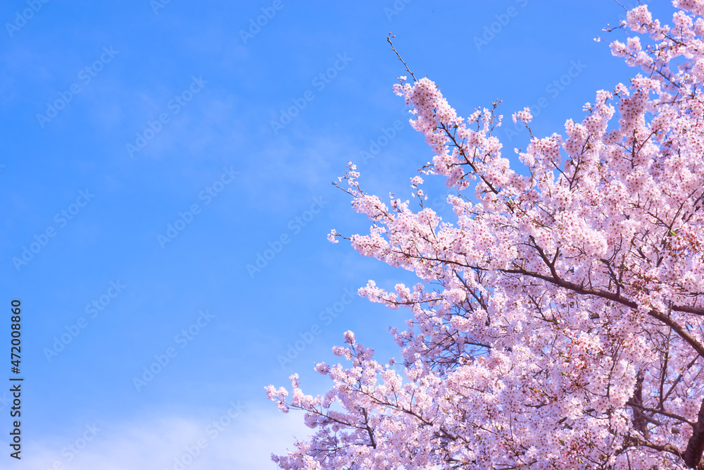 青空背景の満開の桜の花